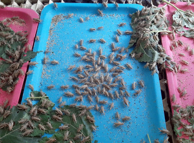 นางสาวอรมณี สังฆะมณี ผู้อำนวยการศูนย์ฯ 7 พร้อมด้วยบุคลากร ... พารามิเตอร์รูปภาพ 6